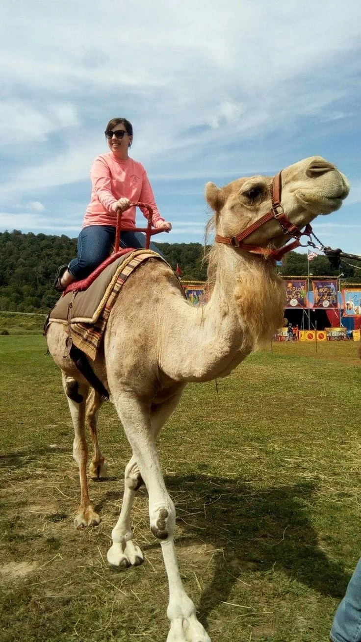 Camel Riding set up at a Nairobi event by Sherehe Events - photo 2